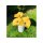 Keramikblume HANDMADE D 10-12 cm gelb mit Metallstab rostfrei getöpfert Blüten Blumenwiese