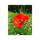 Keramikblume HANDMADE E 12-15 cm rot mit Metallstab rostfrei getöpfert Blüten Blumenwiese
