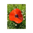 Keramikblume HANDMADE E 12-15 cm rot mit Metallstab...